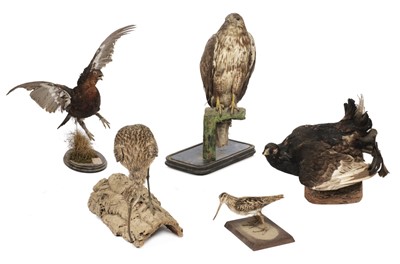 Lot 199 - Taxidermy. A collection of specimens