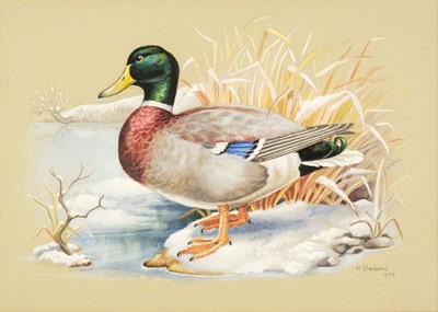 Lot 583 - Sherborne (M.). A collection of  seven watercolours of British birds and mammals, 1970s