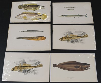 Lot 564 - Natural History. A collection of approximately 240 prints, mostly 19th century