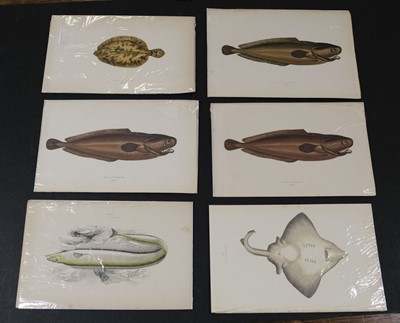 Lot 564 - Natural History. A collection of approximately 240 prints, mostly 19th century