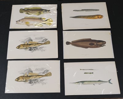 Lot 564 - Natural History. A collection of approximately 240 prints, mostly 19th century