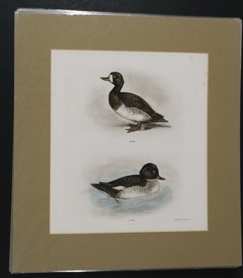 Lot 564 - Natural History. A collection of approximately 240 prints, mostly 19th century