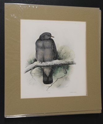 Lot 564 - Natural History. A collection of approximately 240 prints, mostly 19th century