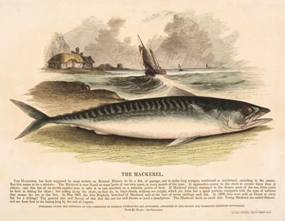 Lot 582 - S. P. C. K. An album of 40 'Plates Illustrative of Natural History', 1845 - 50