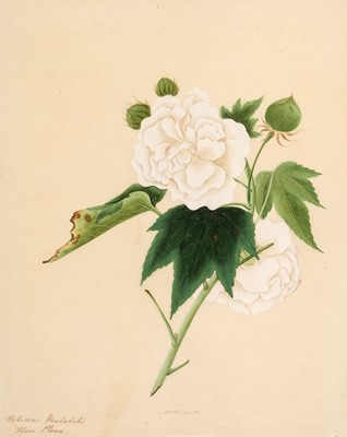 Lot 554 - Company School. A group of 3 fine botanical watercolours