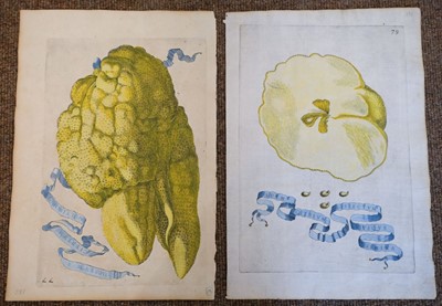 Lot 387 - Fruit. Volckamer (J. C.), Five plates from ' Nurnbergische Hesperides...', 1708