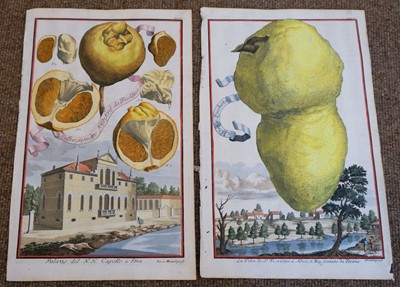 Lot 387 - Fruit. Volckamer (J. C.), Five plates from ' Nurnbergische Hesperides...', 1708