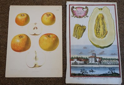 Lot 387 - Fruit. Volckamer (J. C.), Five plates from ' Nurnbergische Hesperides...', 1708