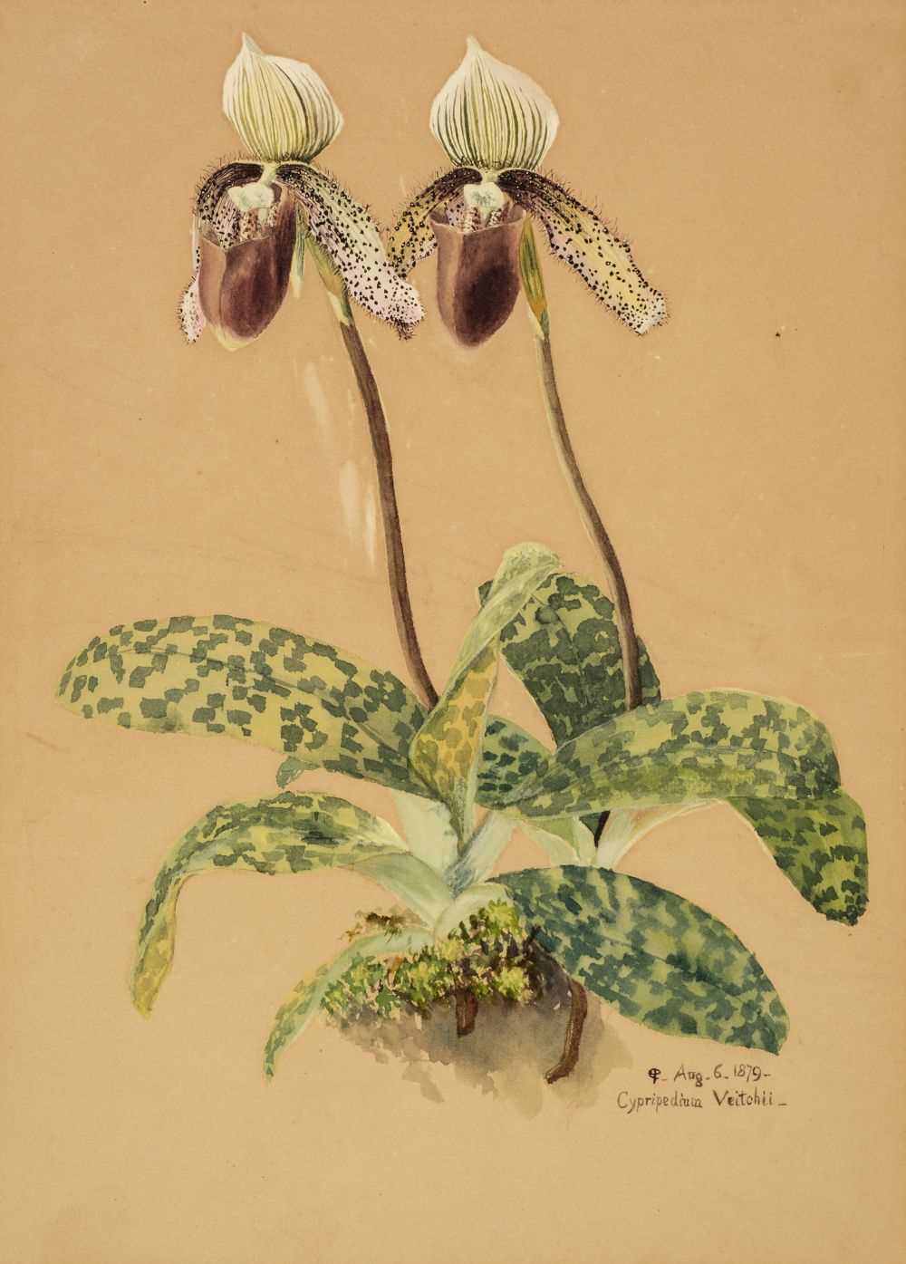 Lot 372 - Botanical Watercolours. 4 Original Watercolours, 1879-87