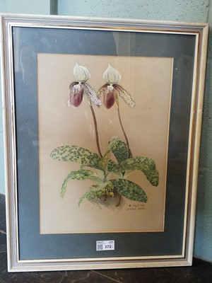 Lot 372 - Botanical Watercolours. 4 Original Watercolours, 1879-87