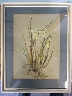 Lot 372 - Botanical Watercolours. 4 Original Watercolours, 1879-87