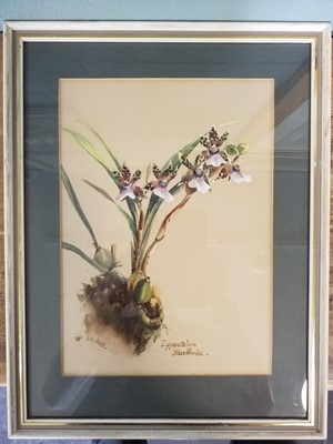 Lot 372 - Botanical Watercolours. 4 Original Watercolours, 1879-87