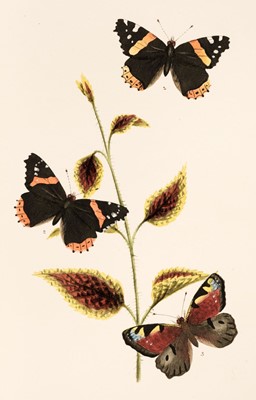 Lot 104 - Mosley (Seth Lister). Illustrations of Varieties of British Lepidoptera, 14 parts, 1878-[1885]
