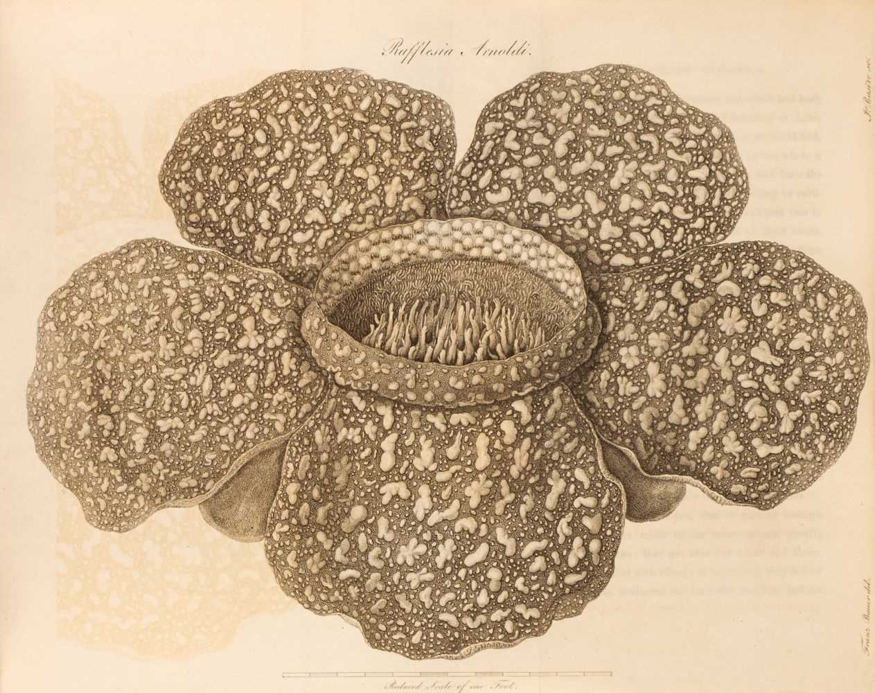 Lot 29 - Raffles (Lady Sophia). Memoir of the Life and