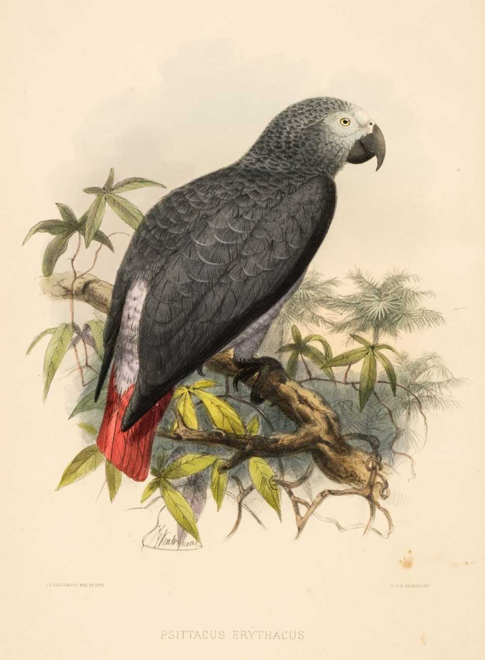 Lot 97 - Keulemans (John Gerard). A Natural History of Cage Birds