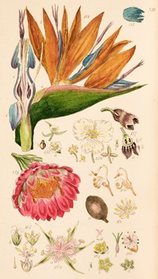Lot 110 - Smith (James Edward). A Grammar of Botany, 1822