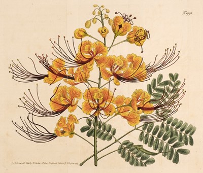 Lot 215 - Botany. A collection of approximately 315 prints & engravings, mostly 19th century