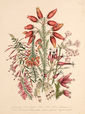 Lot 233 - Loudon (Mrs Jane). A collection of 33 botanical lithographs, circa 1850