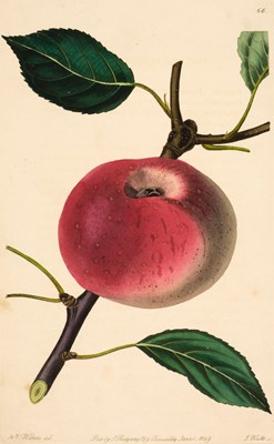 Lot 238 - Pomological Magazine. A collection of 46 plates of Fruit, James Ridgeway, circa 1840