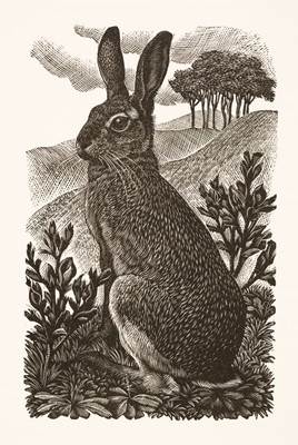 Lot 458 - Tunnicliffe (Charles Frederick1901-1978). Sitting Hare, 1949