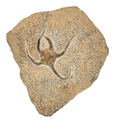 Lot 188 - Starfish Fossil Assemblage. (Ophiuroidea SP), Upper Ordovician, Anti Atlas, Morocco