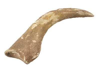Lot 189 - Theropod Claw. Therapod Manus Claw
