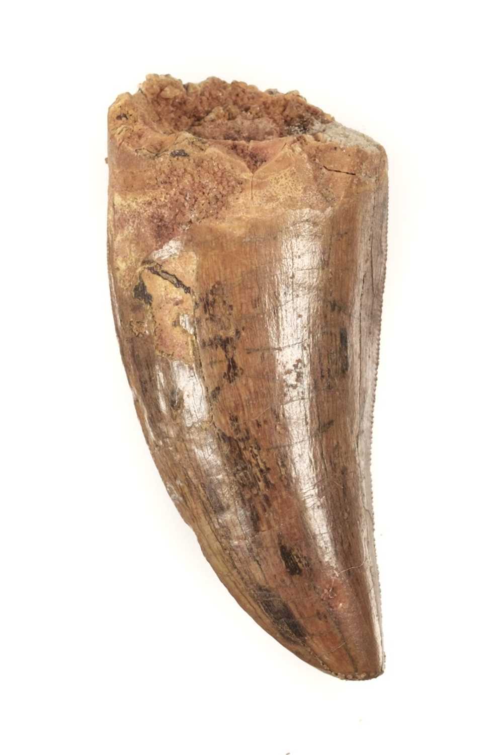 Lot 181 - Carcharodontosaurus Tooth. A large dinosaur tooth from the Cretaceous of Morocco
