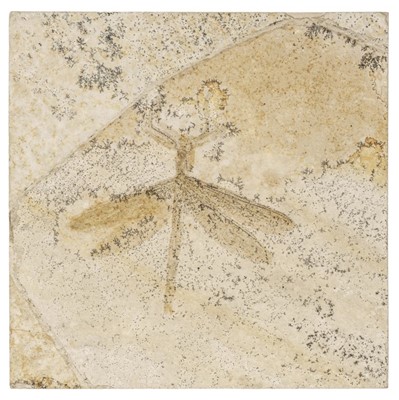 Lot 183 - Dragonfly. A fine fossil dragonfly