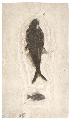 Lot 185 - Fossil Fish Group. Fossil fish, comprising Diplomistus (big herring) and Priscacara (perch-like fish)