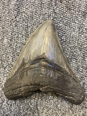 Lot 186 - Megalodon Tooth. Miocene Period