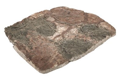 Lot 184 - Fossil Crinoid. This example is of the species Scyphocrinites