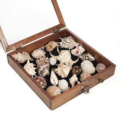 Lot 187 - Shells. A collection of 20 seashells