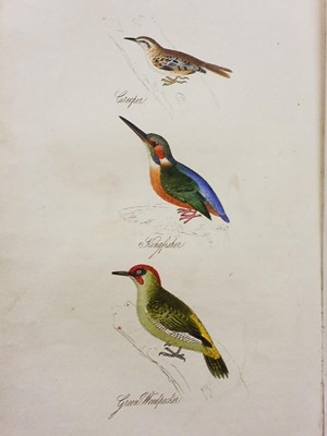 Lot 335 - British Ornithology. A collection of late 19th & early 20th-century British ornithology reference