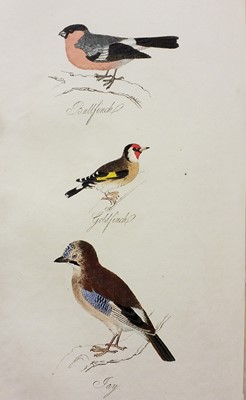 Lot 335 - British Ornithology. A collection of late 19th & early 20th-century British ornithology reference