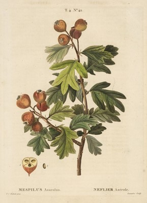 Lot 474 - Fruit. Dumonceau ( Henri Louis Duhamel, publisher), A collection of 12 engravings, circa 1770