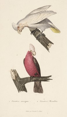 Lot 457 - Australia & New Zealand. A mixed collection of approximately 45 prints,18th & 19th century