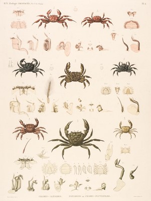 Lot 470 - Crustaceans. A set of 8 large engravings, Paris, 1809 - 22