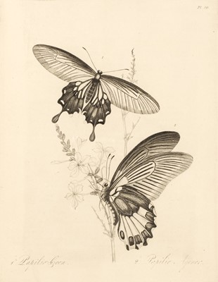 Lot 53 - Donovan (Edward & Westwood, John Obadiah) Natural History of the Insects of China, 1838