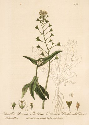 Lot 50 - Baxter (William). British Phaenogamus Botany, 2nd edition, 1834-43