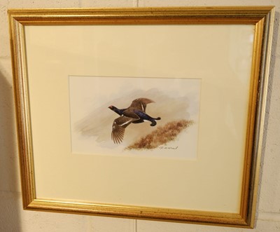 Lot 157 - McPhail (Roger). Six watercolours of Gamebirds, late 20th century