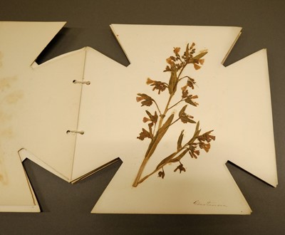 Lot 185 - Dried specimens. Souvenir of the Rockies, Rocky Mountain Wild Flowers, 1895