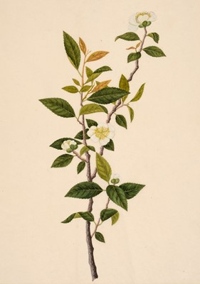 Lot 141 - Company School. Two botanical watercolours, circa 1800-20