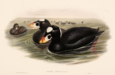Lot 148 - Gould (J. & Richter H. C.). Eight lithographs of Birds, 1832- 1873