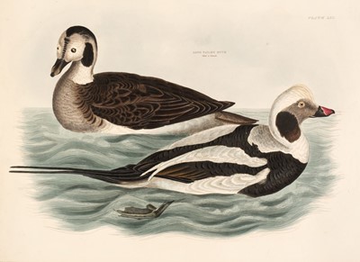 Lot 168 - Selby (John Prideaux). Nine etchings of Ducks, 1819 - 1834