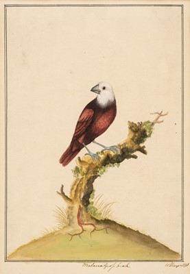 Lot 198 - Hayes (William, 1735-1802). Malacca Gross beak, 1778