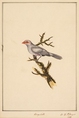 Lot 150 - Hayes (William, 1735-1802). Malacca Gross beak, 1778