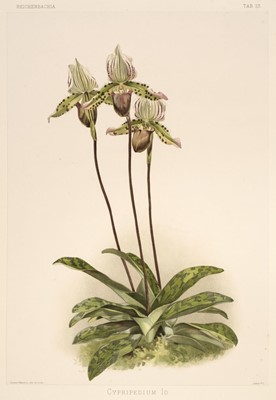 Lot 161 - Orchids. Mansell (Joseph), Twelve plates from 'Reichenbachia', H. Sotheran & Co. 1888