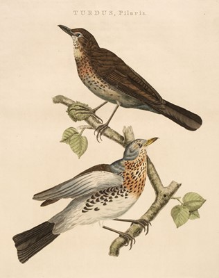 Lot 160 - Nozeman, (Cornelius). Five engravings of Birds, 1779 - 1820