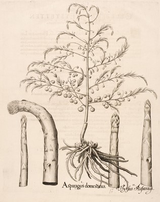 Lot 172 - Besler (Basilius). Asparagus domesticus & Flammula recta, Nuremburg, circa 1613