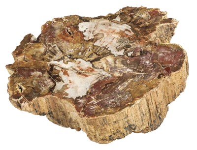 Lot 328 - Fossil Wood Section, Triassic Period